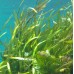 Келп, Бурая морская водоросль, Запас на 3-4 месяца, улучшает состояние костей и кожи; укрепляет иммунитет; помогает избавиться от излишнего веса,снижает воспалительные процессы в организме, Из Германии