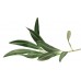 Оливковые листья – ЭКСТРАКТ, Запас на 5-6 МЕСЯЦЕВ, 100% чистота, дает энергию, улучшает циркуляцию крови, полезен для мозга, сердца, улучшает память, ИЗ ГЕРМАНИИ 